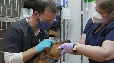 All About Veterinary Dermatology - PetMedic Urgent Care Vet Clinic