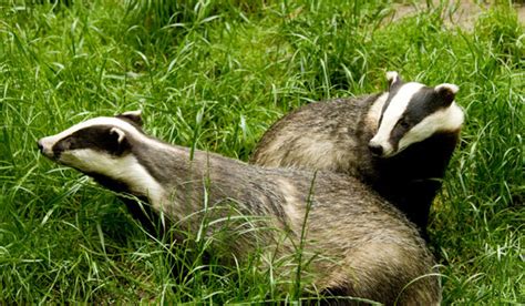 British badger guide: natural habitat, diet and how to spot - Countryfile.com