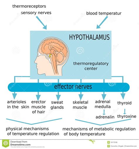 Hypothalamus Royalty Free Stock Photo - Image: 19173185 | Nursing school essential, Medical ...