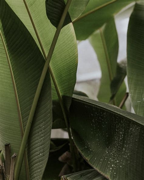 Premium Photo | Closeup of bird of paradise leaves