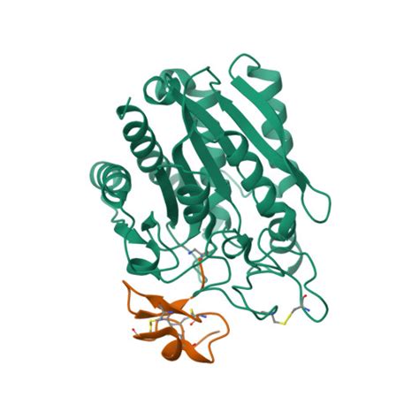 RCSB PDB - 7EQZ: Crystal structure of Carboxypeptidase B complexed with ...