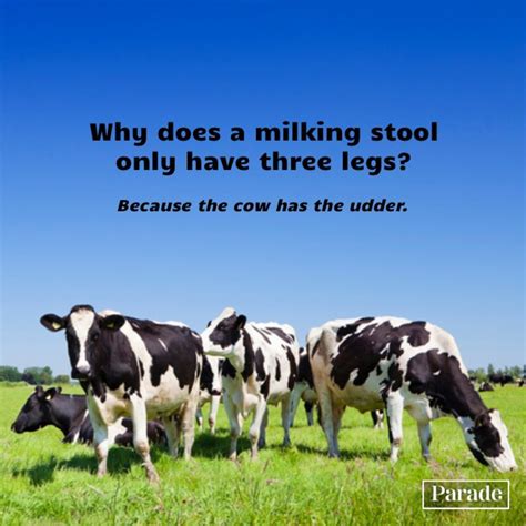 101 Funny Cow Jokes To A-MOOOO-se You - Parade