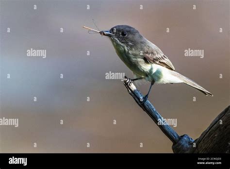 Eastern Phoebe with damselfly prey during fall migration Stock Photo - Alamy