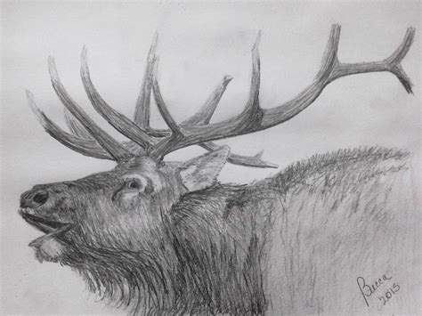 You won't Believe This.. 22+ Facts About Bull Elk And Cow Pencil: High quality art prints by ...