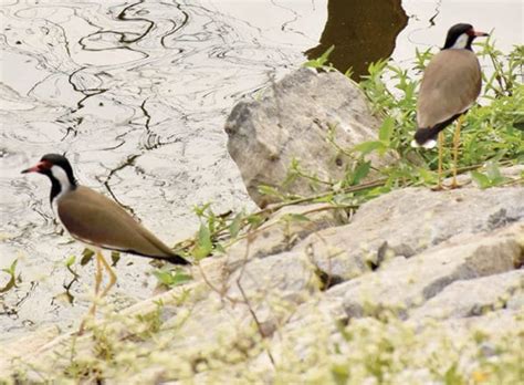 Hebbal Lake set to be a Birding Hotspot - Star of Mysore