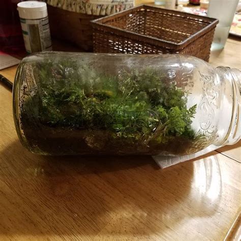 I made another terrarium! This one is in a giant pickle jar. It's ...