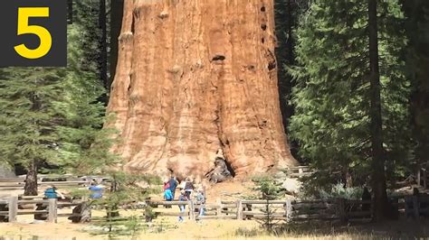 The Five Biggest Trees on Earth | Amazing Science Facts