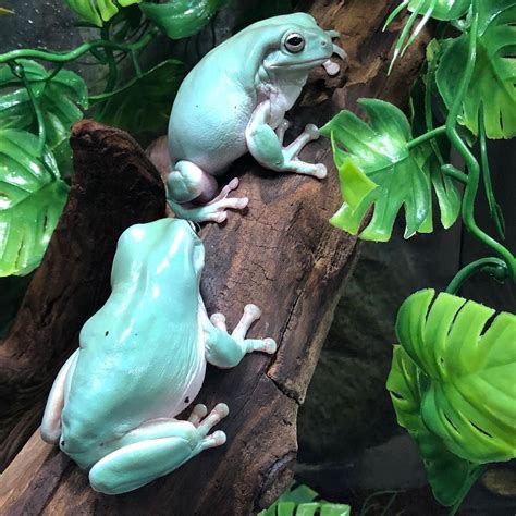 two green and white frogs sitting on a log