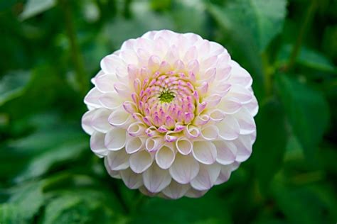 Selective Focus Photography of Pink and White Dahlia Flower · Free ...