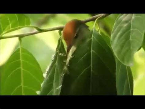 World's no.1 bird ,Tailor bird,world's best darzee in the jungle making the nest - YouTube