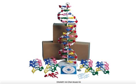 DNA Model Kit | KLM Bio Scientific