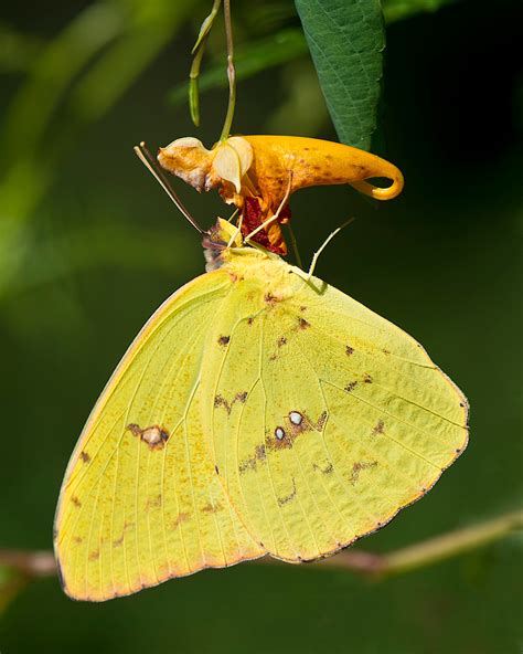 Cloudless Sulphur - Alabama Butterfly Atlas