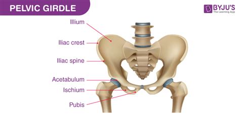 Anatomy Of The Pelvic Girdle: Video Anatomy Osmosis, 52% OFF