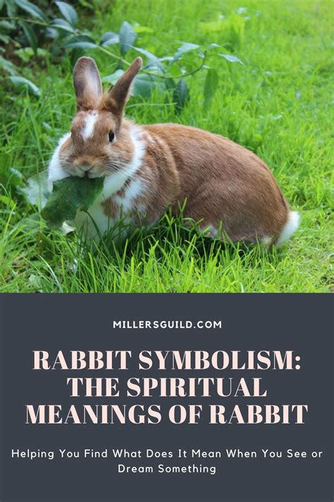 Rabbit Symbolism: The Spiritual Meanings of Rabbit (2023)