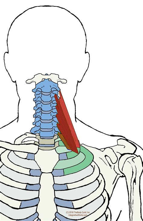 Scalene Muscles - Functional Anatomy - Integrative Works