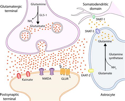 Frontiers | Disturbance of the Glutamate-Glutamine Cycle, Secondary to Hepatic Damage ...