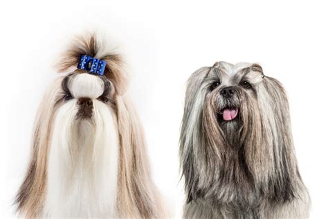 Lhasa Apso vs. Shih Tzu: How to Tell the Difference