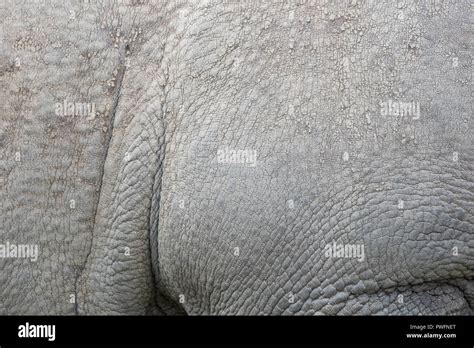 Rhino Skin Texture High Resolution Stock Photography and Images - Alamy