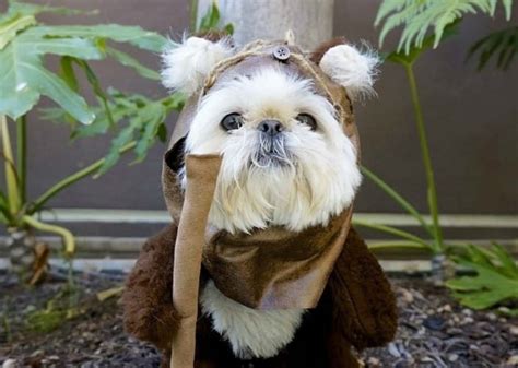 10 Hilarious Photos Of Cosplaying Animals