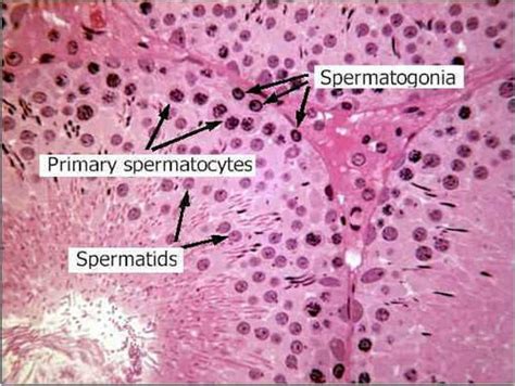 Spermatogenesis Flashcards | Quizlet