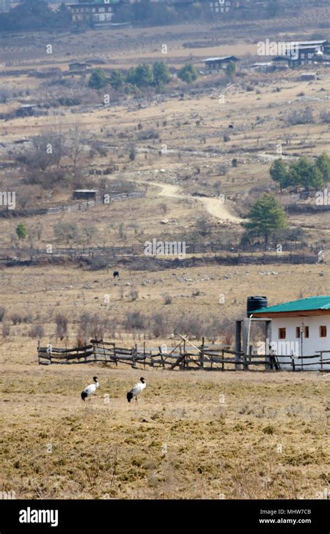 Black necked cranes in field, Phobjikha Valley, Wangdue Phodrang, Bhutan Stock Photo - Alamy