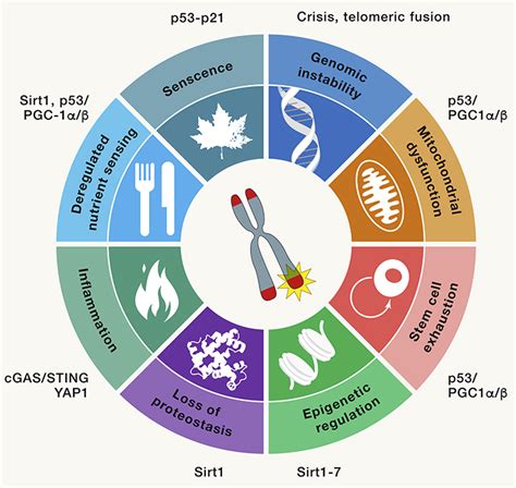 Telomeres: History, Health, and Hallmarks of Aging – RON DePINHO