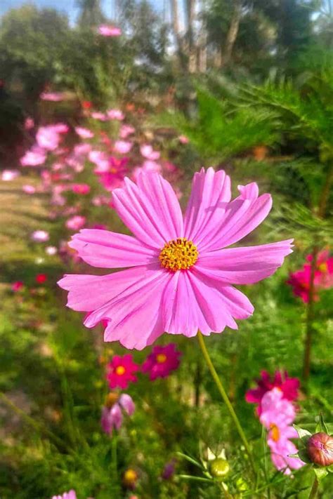 Unlocking the Secrets of Aster Flower Meaning and Symbolism ...