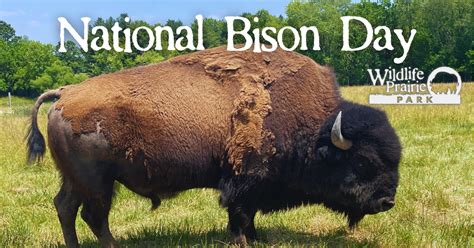 National Bison Day - Wildlife Prairie Park