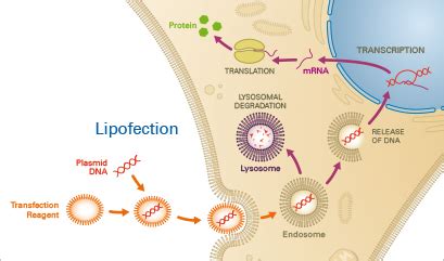 Chemical Transfection Methods | ibidi