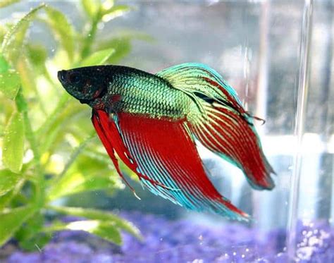 Picture 1 of 8 - Siamese Fighting Fish (Betta Splendens) Pictures & Images - Animals - A-Z Animals