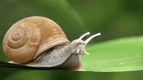 Snails GIFs - Get the best GIF on GIPHY