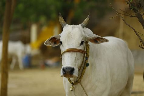 HD wallpaper: selective focus photography of white cattle, indian cow, cow india | Wallpaper Flare