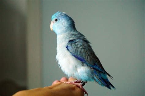 8 Best Birds for Apartment Living