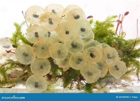 Frog Eggs Hatching Process 2 Royalty Free Stock Photo - Image: 34169395