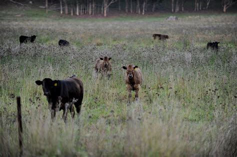 Anthrax kills cows in NSW's north: the experts respond