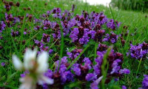 Purple in the Grass by Db0 on deviantART