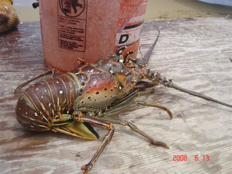 Protecting the Caribbean spiny lobster - Trinidad and Tobago Newsday