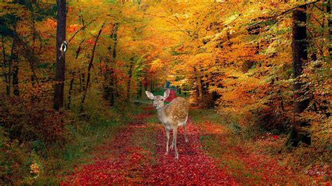 Deer Fall Wallpapers - Wallpaper Cave