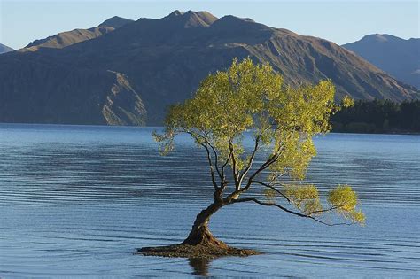 Tree in Lake Wanaka Photograph by Stuart Litoff - Fine Art America