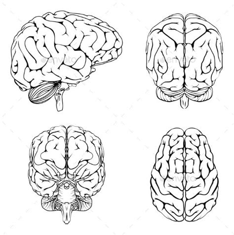 Brain From Top Side Front and Back | Brain art, Brain drawing, Brain illustration