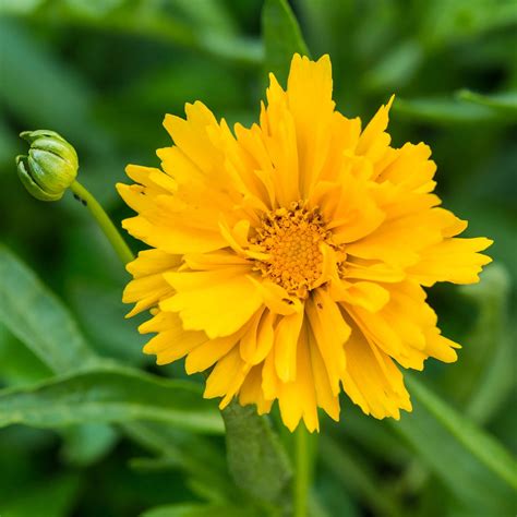 Presto Coreopsis Flower Seeds - 100 Seeds - Perennial Flower Garden Seeds - Coreopsis ...