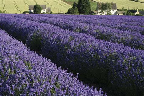 Cotswolds lavender farm- Cotswolds Tours • Cotswolds Adventures