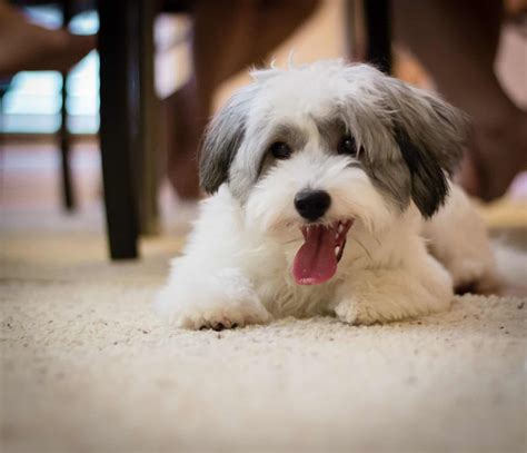 Puppy | Havanese haircuts, Havanese puppies, Havanese dogs