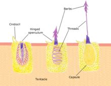 Cnidocyte - Wikipedia