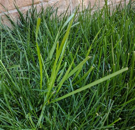 lawn - What is this grassy weed? - Gardening & Landscaping Stack Exchange