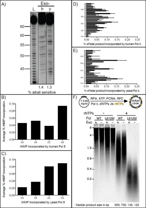 Stable incorporation of ribonucleotides into DNA by... | Download Scientific Diagram