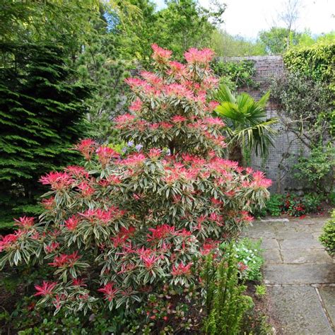 Pieris Japonica - Gardening @ From House To Home