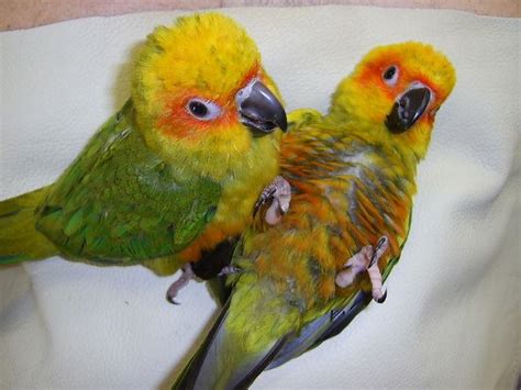 Sun Conure Facts, Behavior As Pets, Care, Feeding, Pictures | Singing Wings Aviary