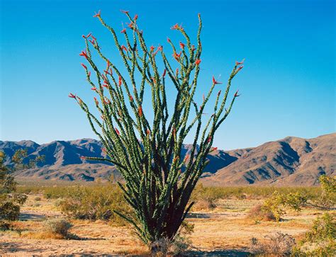 A Field Guide to Arizona Cacti - VBT Bicycling Vacations