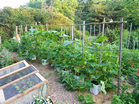 From Seed to Scrumptious: Squash Trellis in Early July